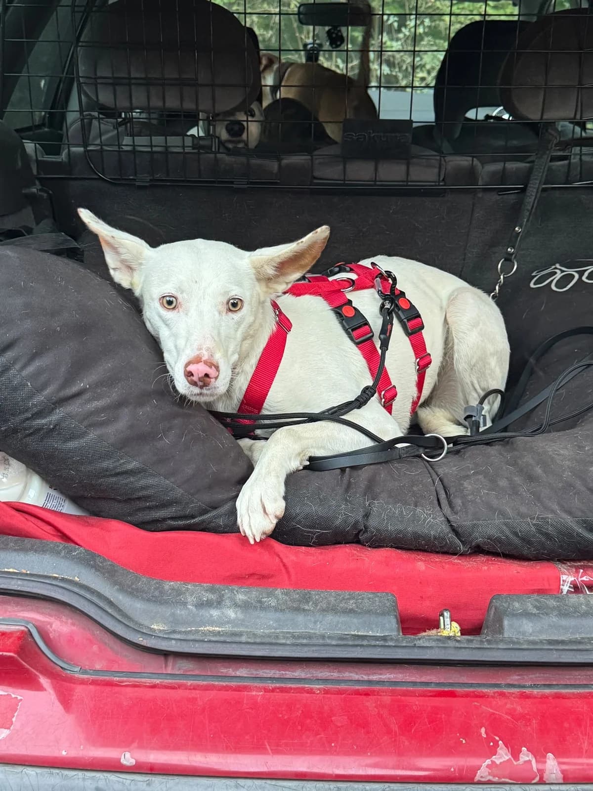 Dafne, female senior Mixed Breed for adoption at Hundehoffnung-Berlin