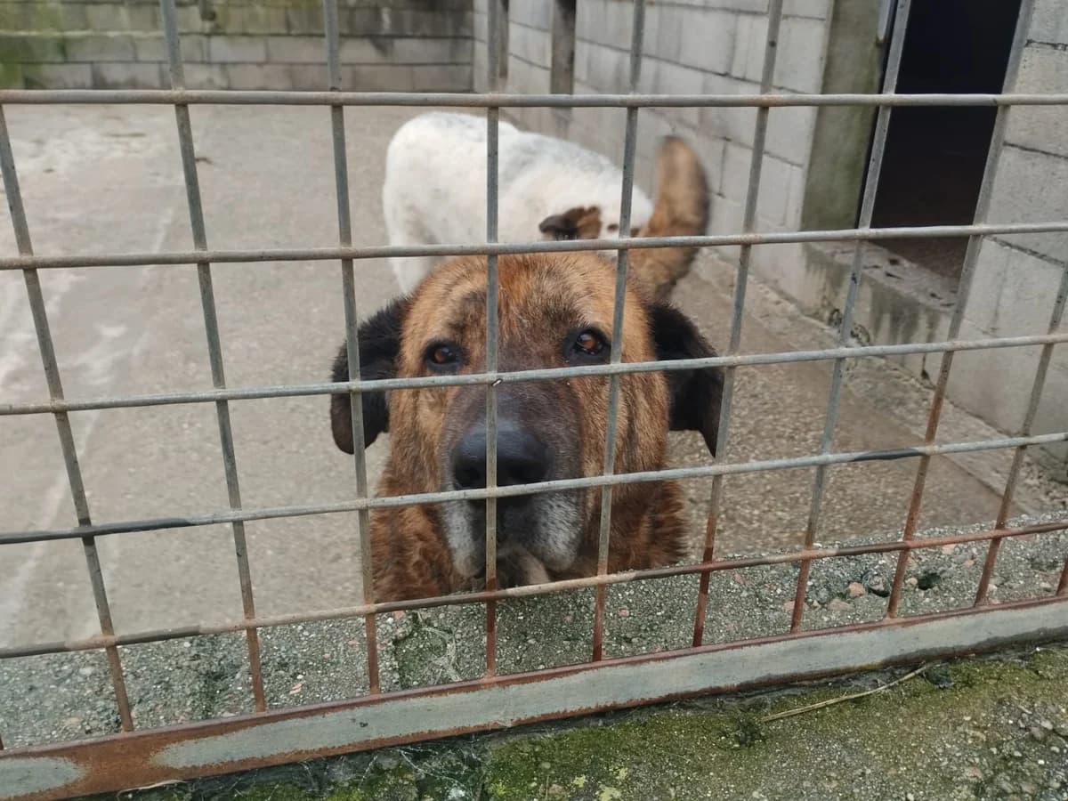 Enzo, male Mixed Breed for adoption at Hundehoffnung-Berlin