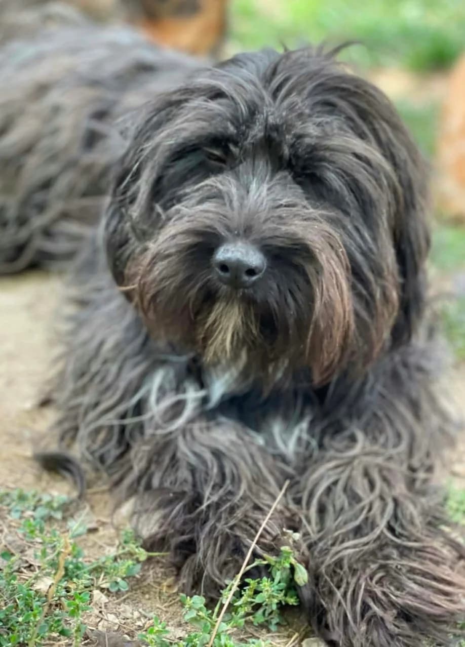 Minka, female 3yo Mixed Breed for adoption at Hundehoffnung-Berlin
