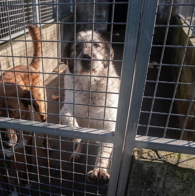 Tris, gold male 3yo German Shepherd for adoption at Hundehoffnung-Berlin