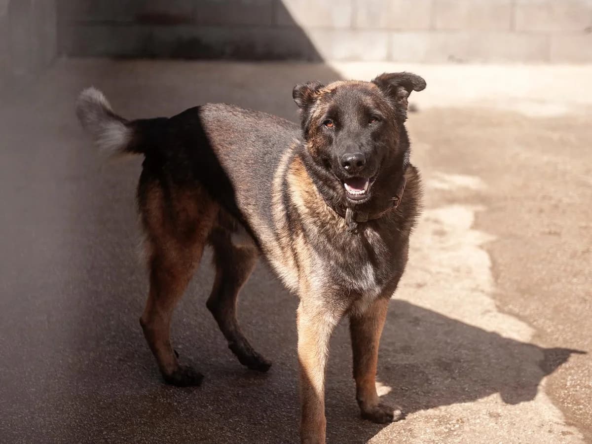 Xan, male young German Shepherd for adoption at Hundehoffnung-Berlin