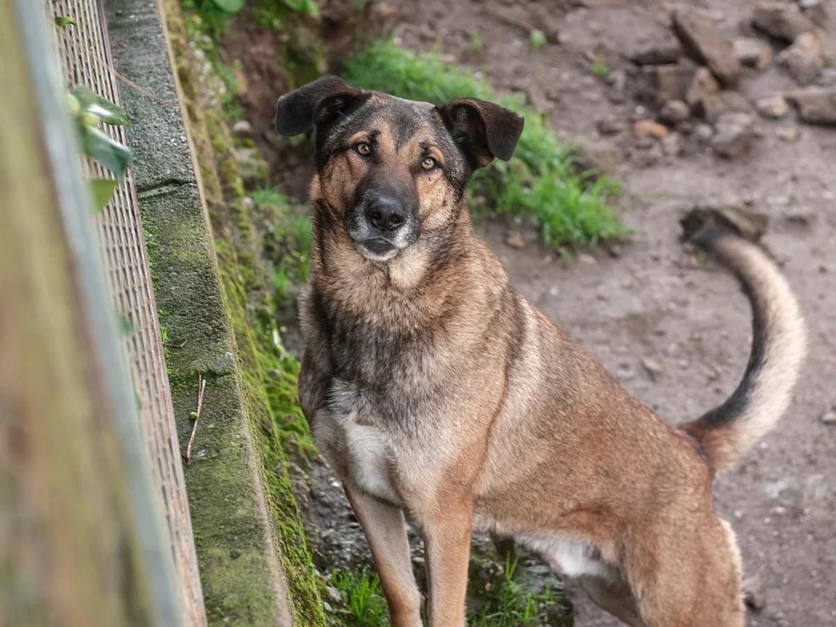 Samuel, male senior German Shepherd for adoption at Hundehoffnung-Berlin