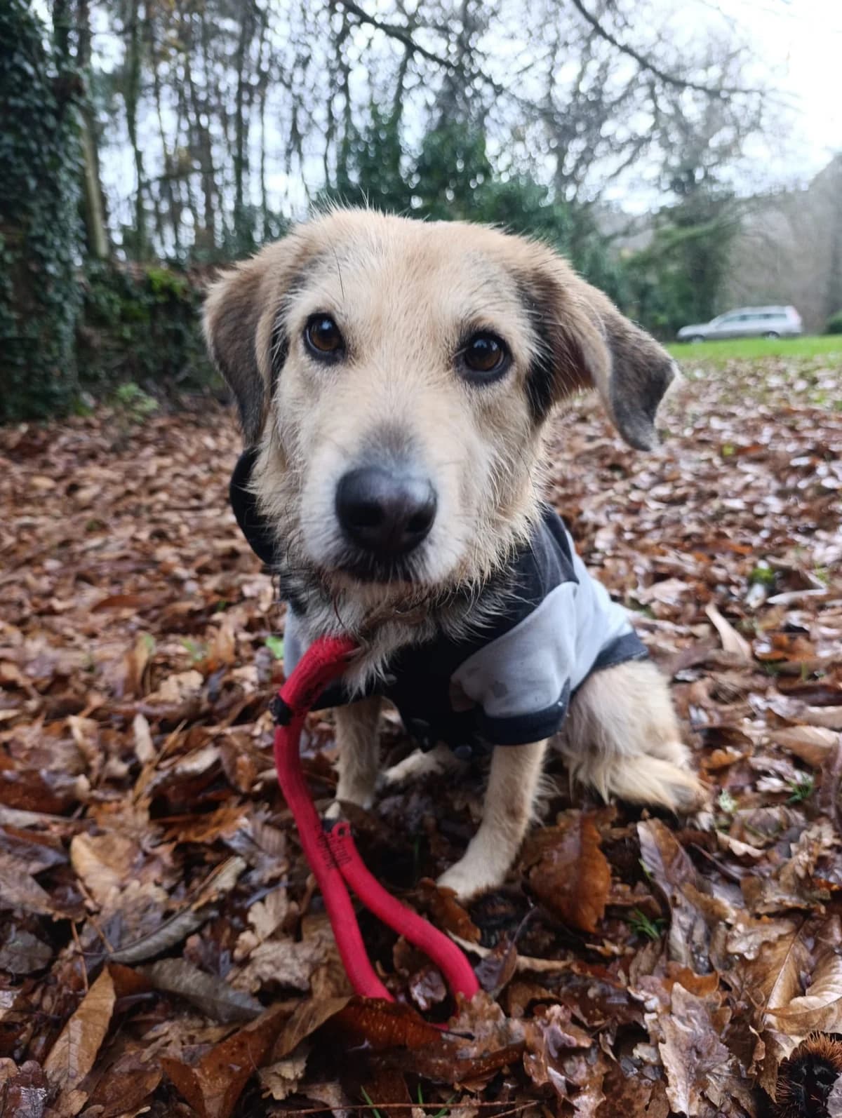 Boy, male senior Labrador Retriever for adoption at Hundehoffnung-Berlin