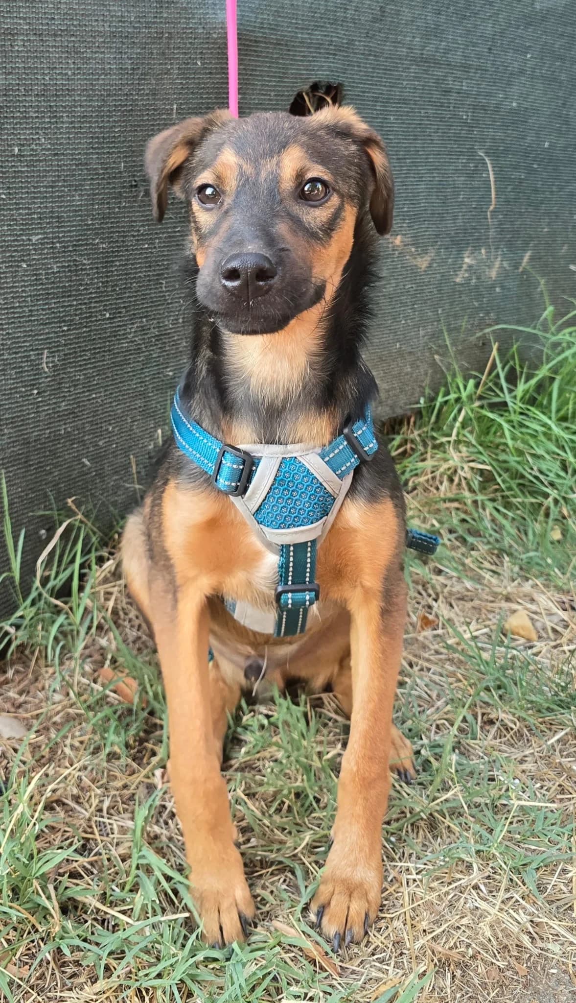 Boy, male senior Mixed Breed for adoption at Hundehoffnung-Berlin