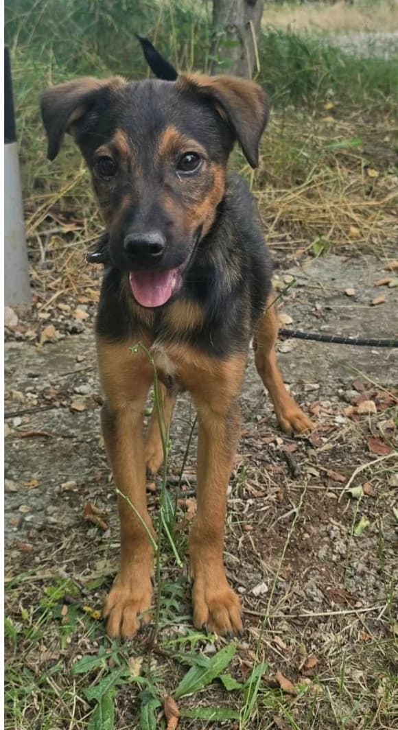 Boy, male senior Mixed Breed for adoption at Hundehoffnung-Berlin