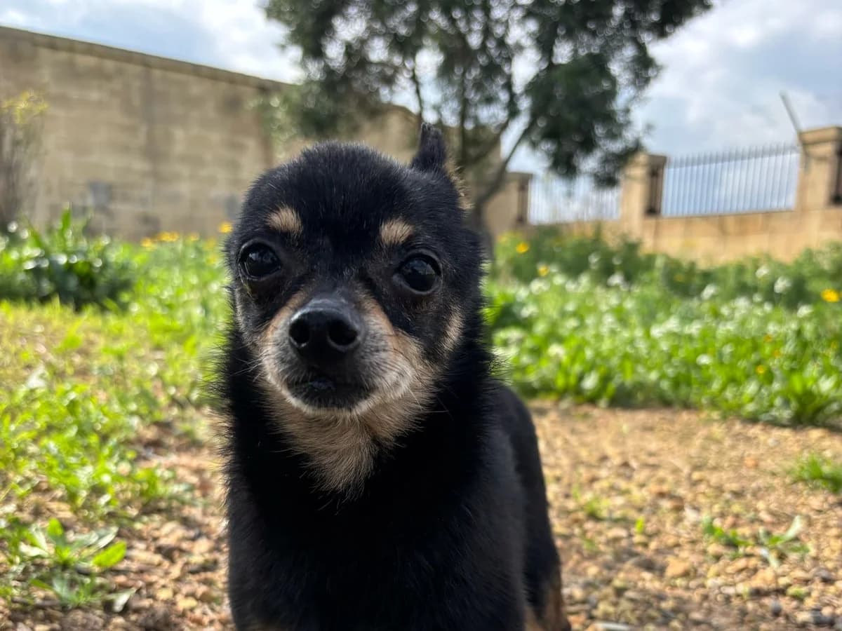 Jack, male senior Chihuahua for adoption at Hundehoffnung-Berlin
