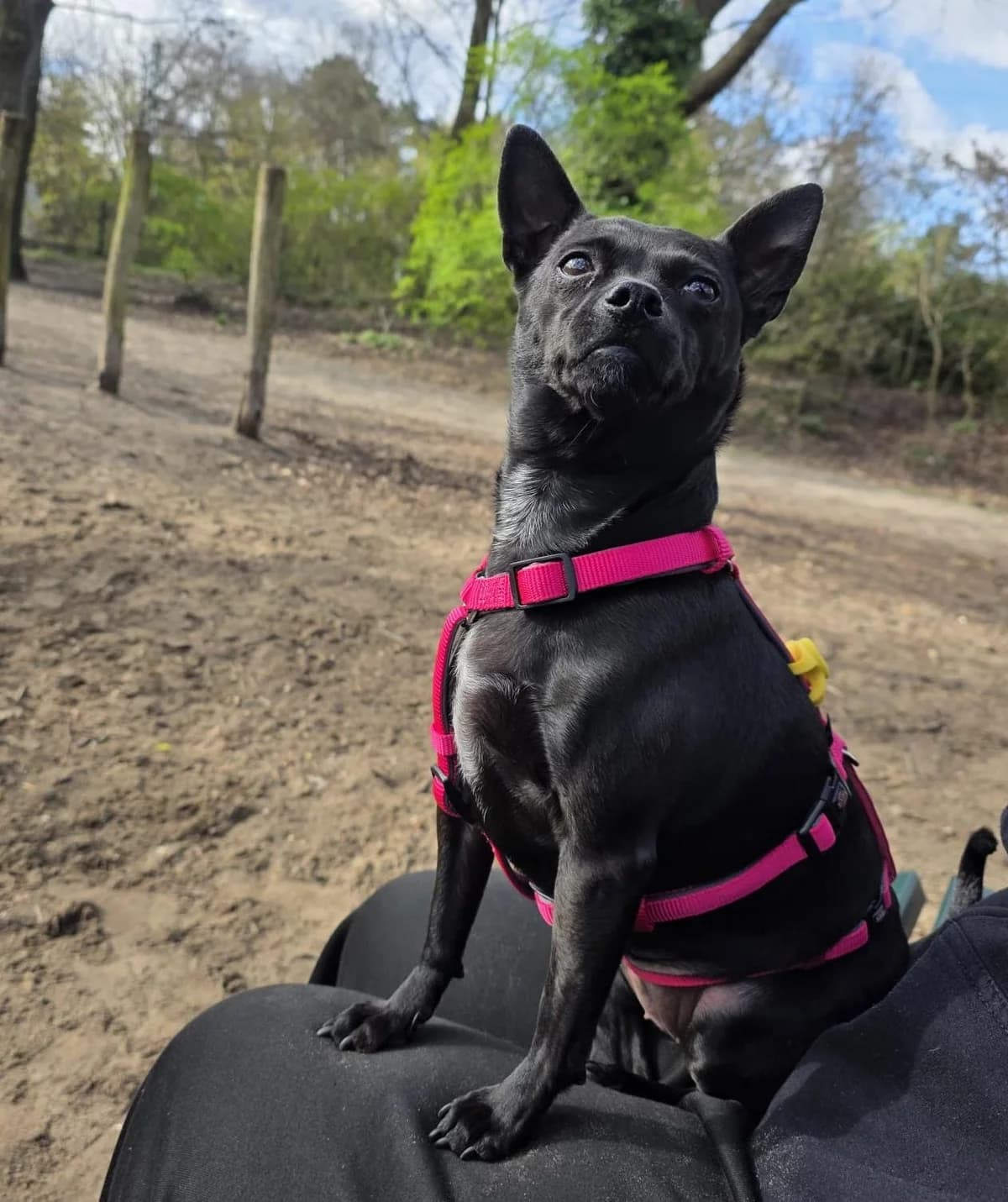 Candy 2, female Chihuahua for adoption at Hundehoffnung-Berlin