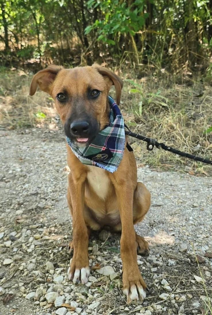 Vivian, female senior Mixed Breed for adoption at Hundehoffnung-Berlin