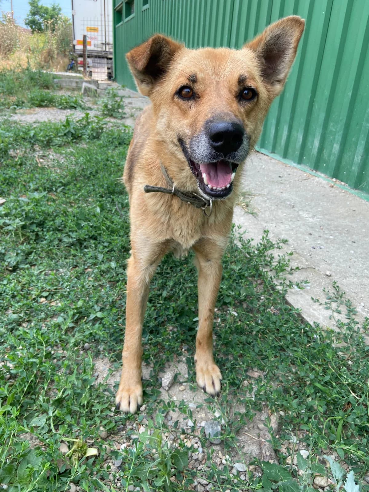 Baron, male senior Shar Pei for adoption at Hundehoffnung-Berlin