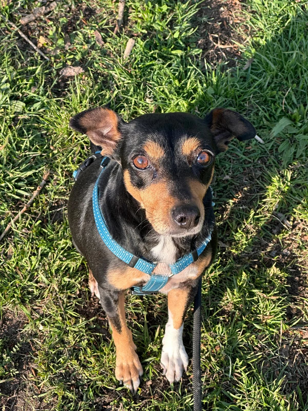 Annette, female Mixed Breed for adoption at Hundehoffnung-Berlin