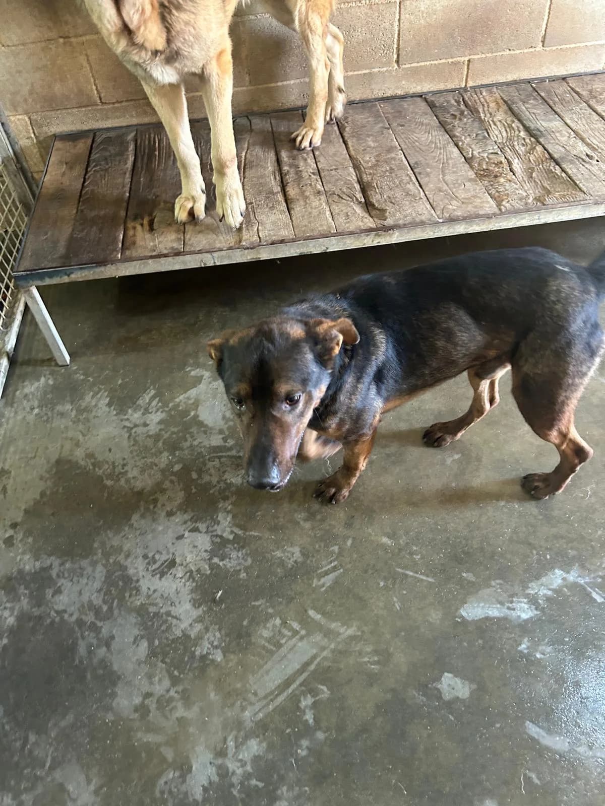 Leonidas, male Mixed Breed for adoption at Hundehoffnung-Berlin