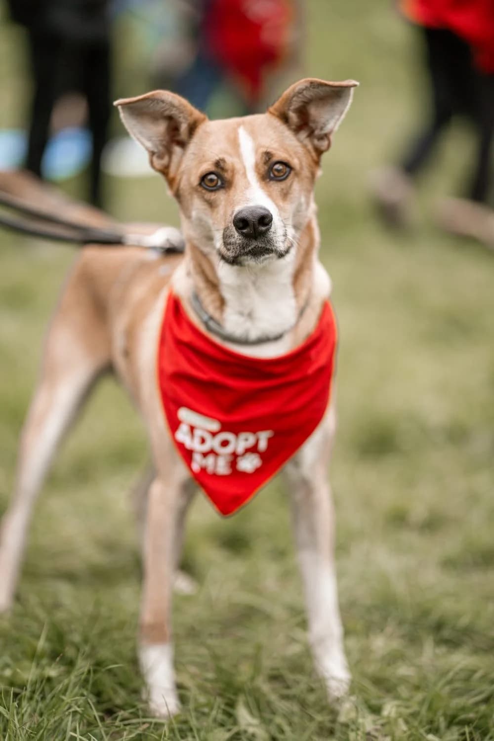 Trufito, male 5yo Mixed Breed for adoption at Hundehoffnung-Berlin