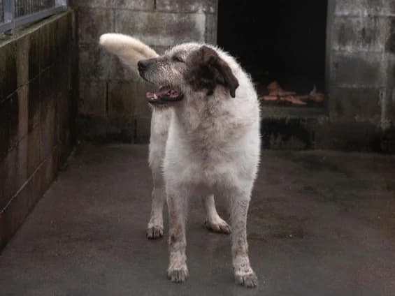 Oreo, male 7yo Shar Pei for adoption at Hundehoffnung-Berlin