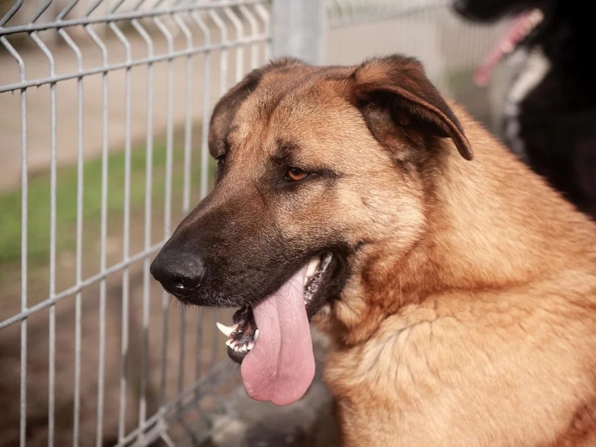 Grace, golden female senior Labrador Retriever for adoption at Hundehoffnung-Berlin