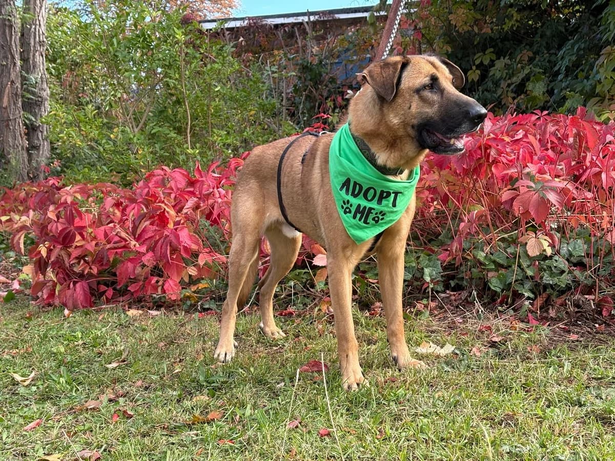 Cholo, male 6yo Mixed Breed for adoption at Hundehoffnung-Berlin
