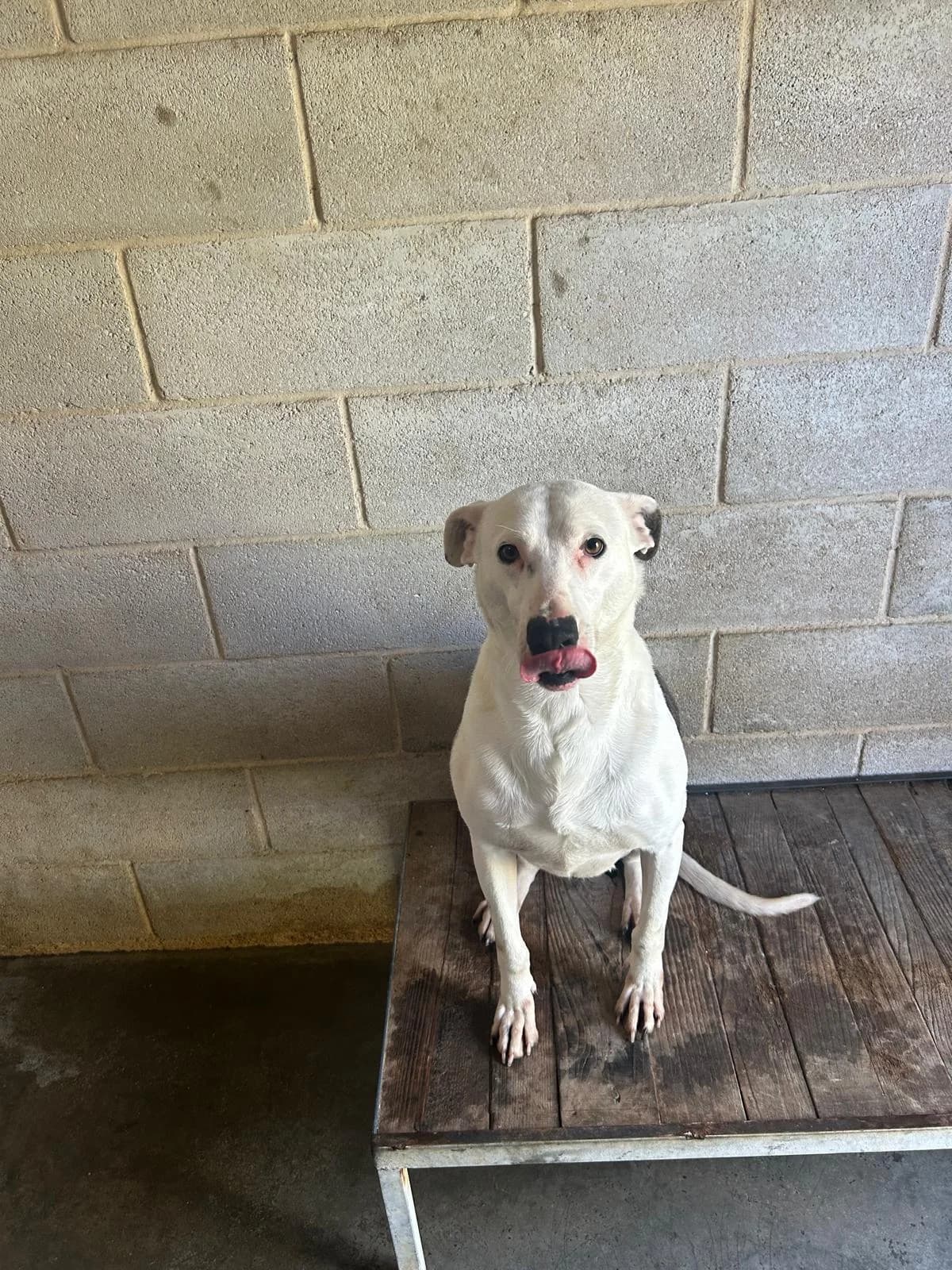 Tris, male Mixed Breed for adoption at Hundehoffnung-Berlin