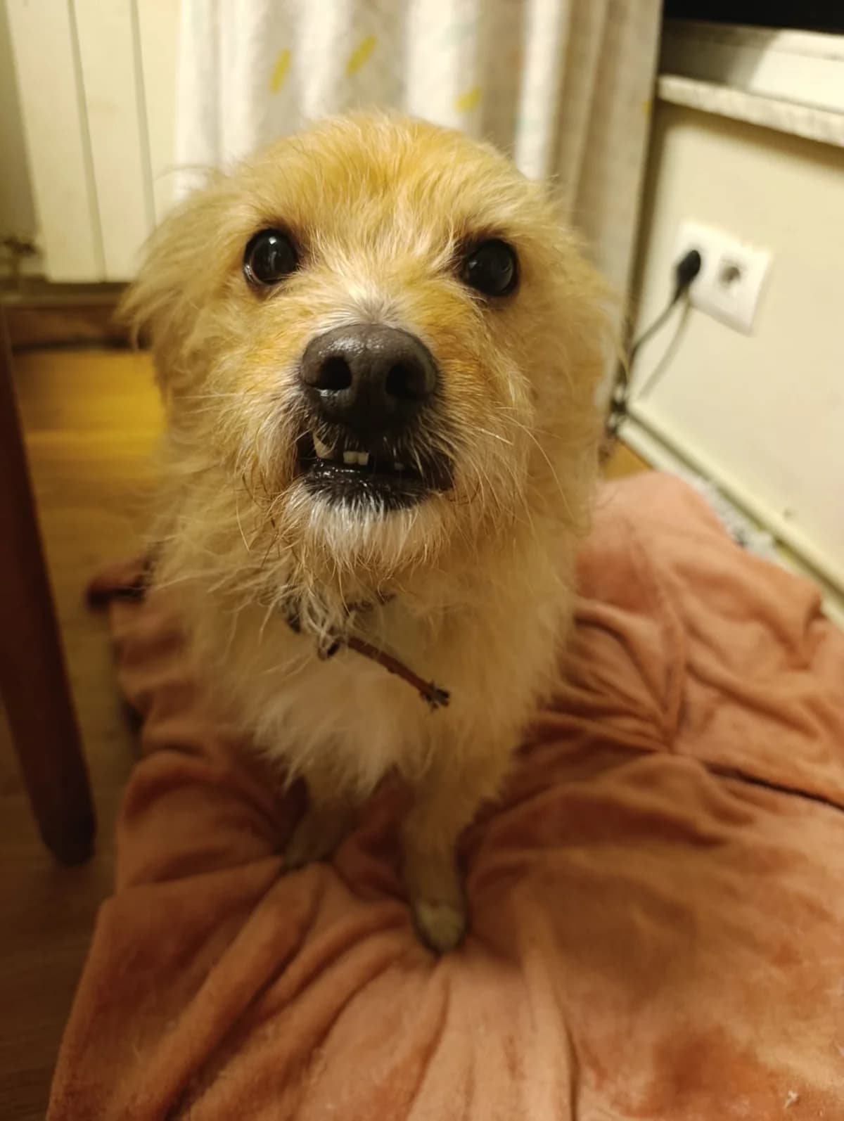 Roger, male Podenco for adoption at Hundehoffnung-Berlin