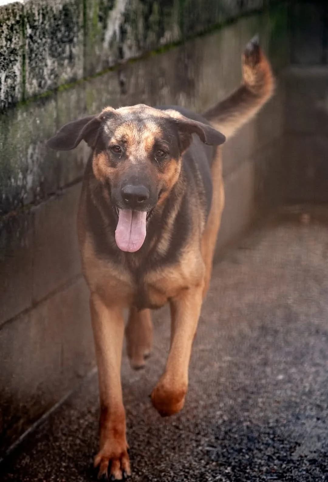 Ruru, female 5yo Mixed Breed for adoption at Hundehoffnung-Berlin