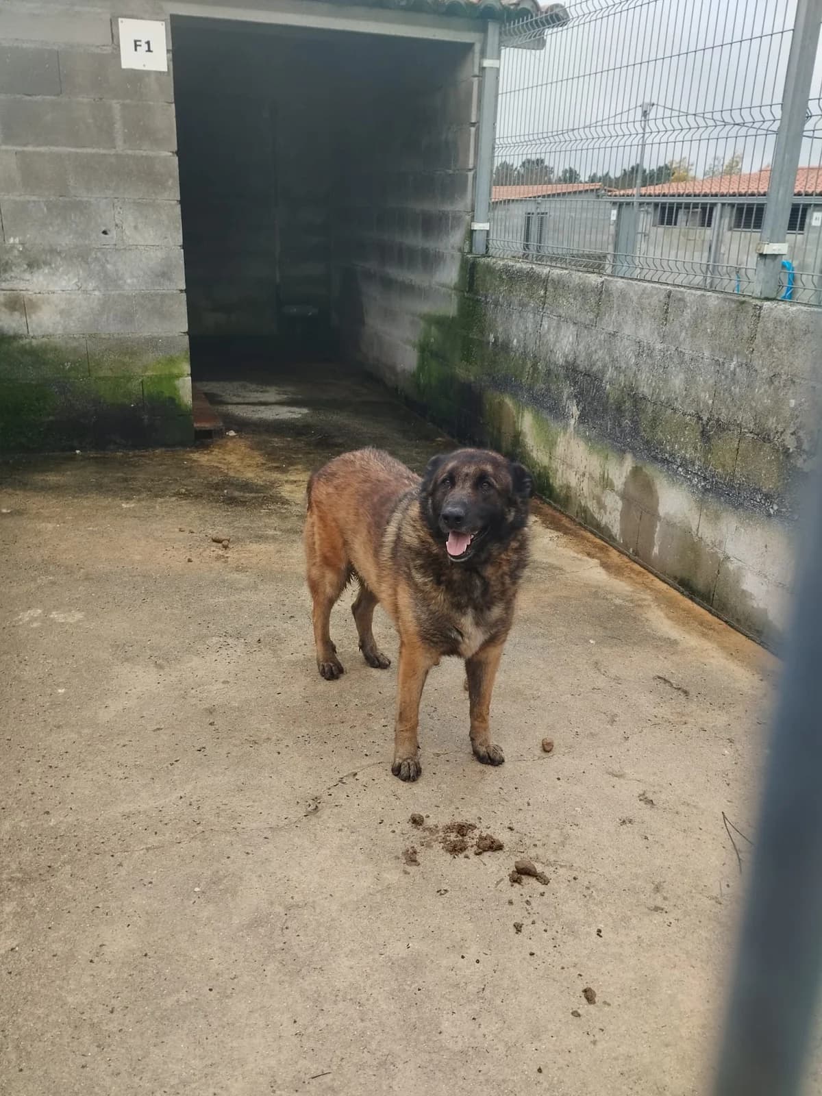 Bayo, male German Shepherd for adoption at Hundehoffnung-Berlin