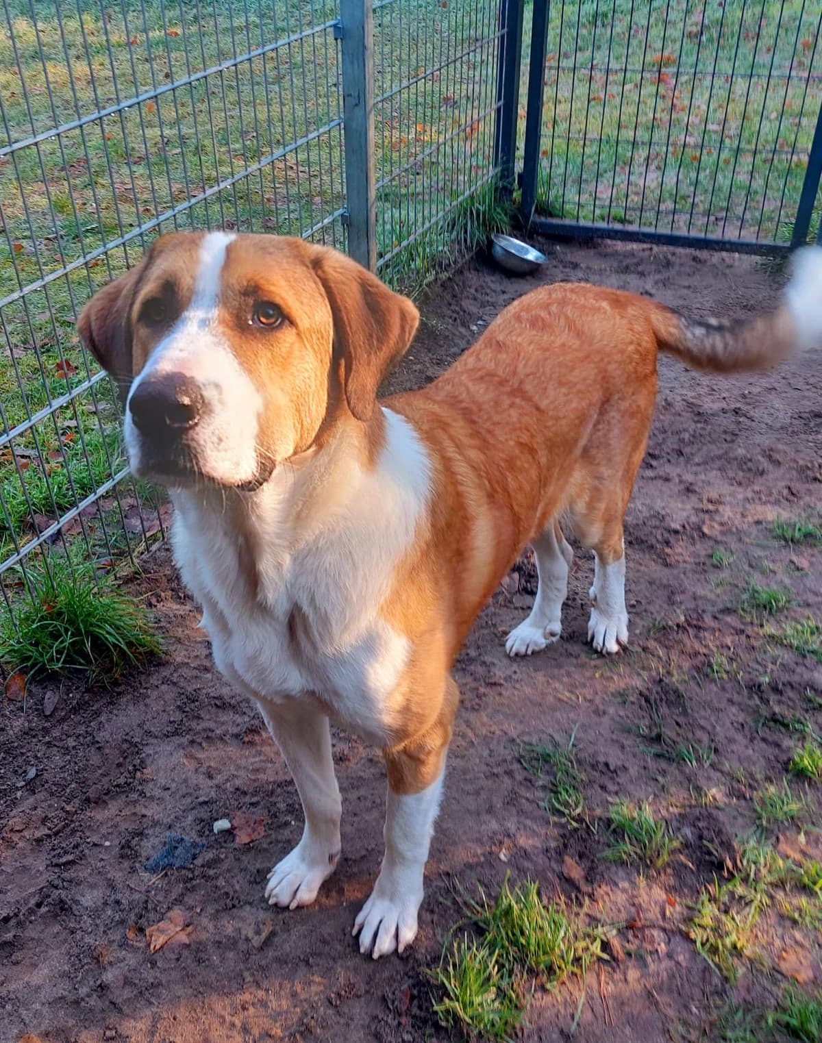 Moisès, male Mixed Breed for adoption at Hundehoffnung-Berlin