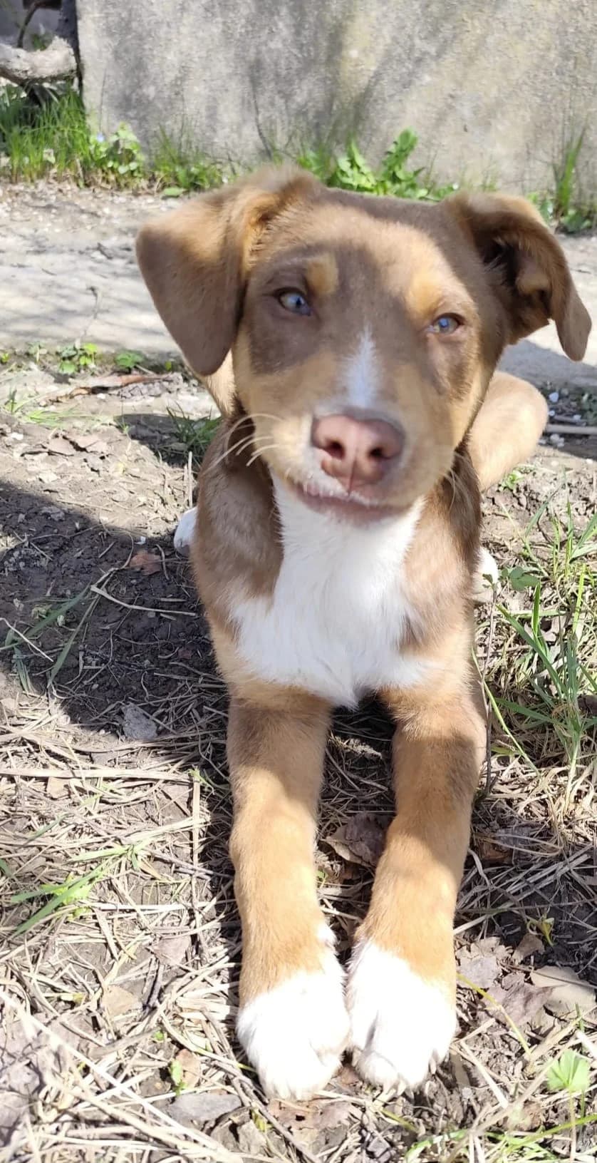 Malcom, male senior Labrador Retriever for adoption at Hundehoffnung-Berlin