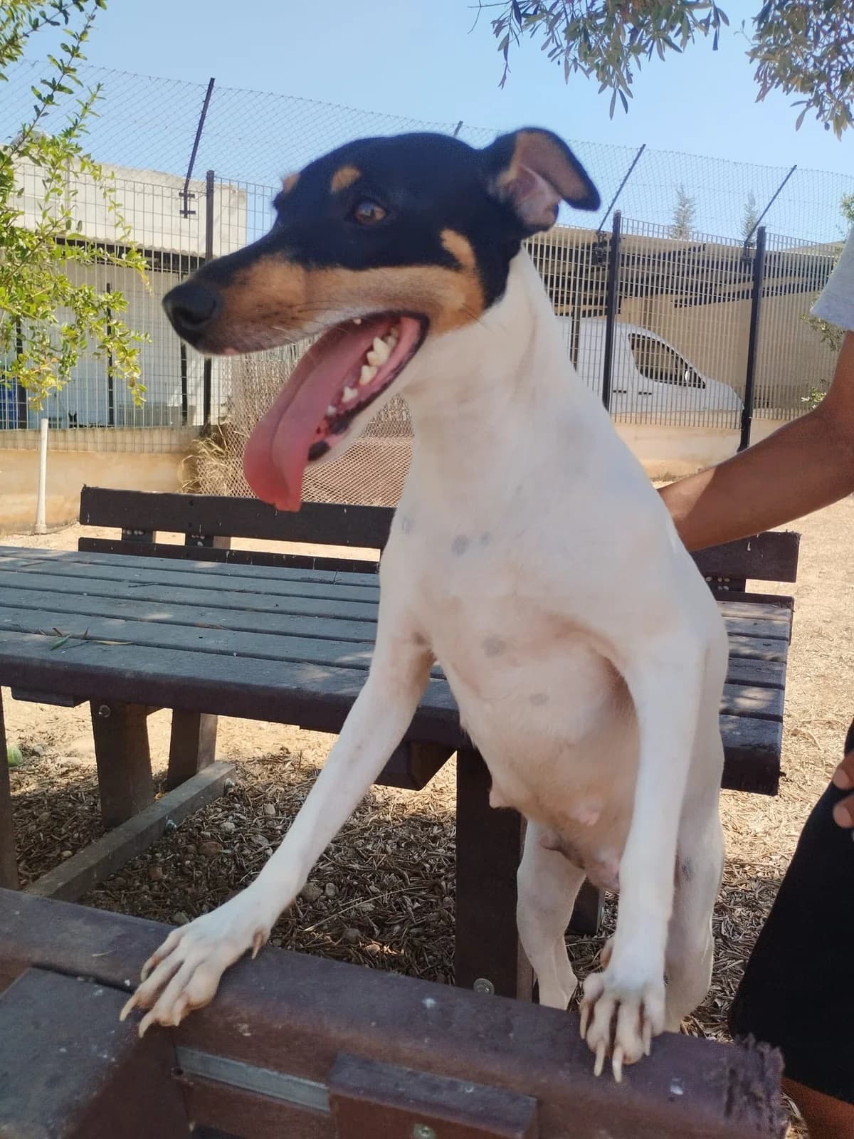Katya, female 3yo Mixed Breed for adoption at Hundehoffnung-Berlin