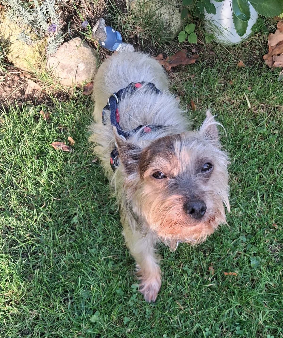 Samuel, male 6yo Yorkshire Terrier for adoption at Hundehoffnung-Berlin
