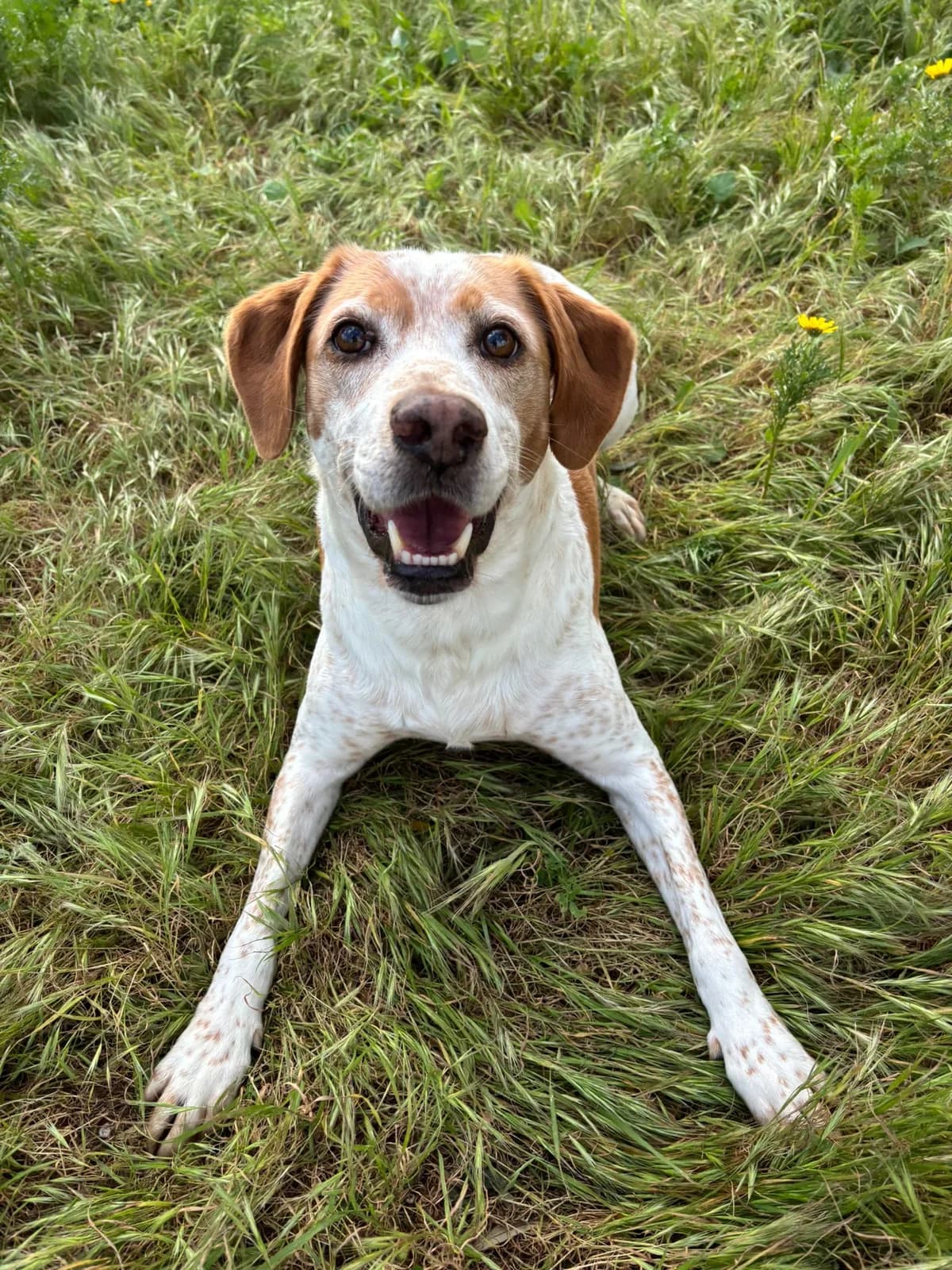 Püppi, female 6yo Havanese for adoption at Hundehoffnung-Berlin