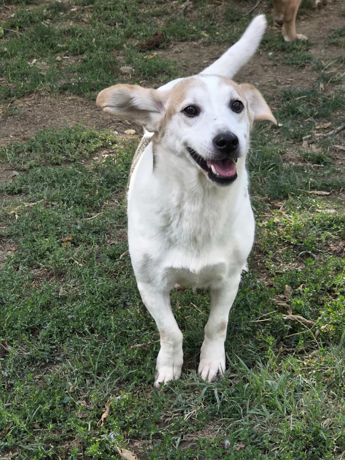 Beba, female senior Mixed Breed for adoption at Hundehoffnung-Berlin