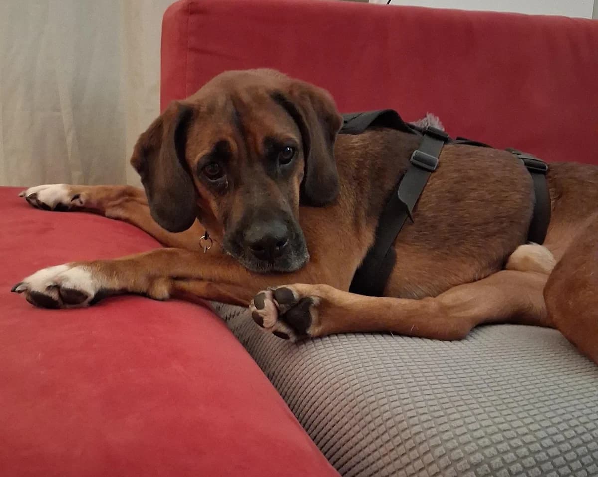 Fusco, male 3yo Mixed Breed for adoption at Hundehoffnung-Berlin