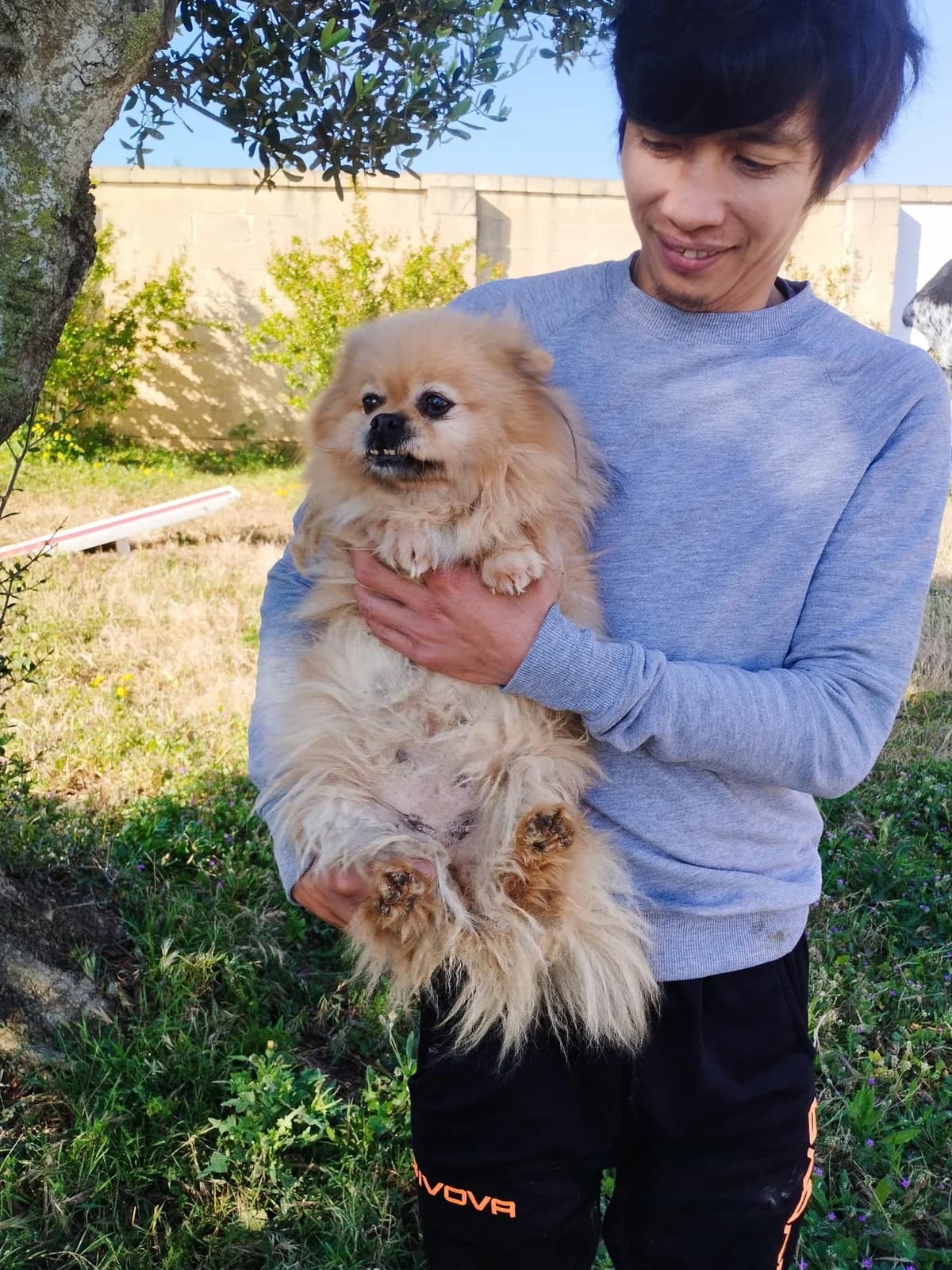 Finn, male senior Havanese for adoption at Hundehoffnung-Berlin