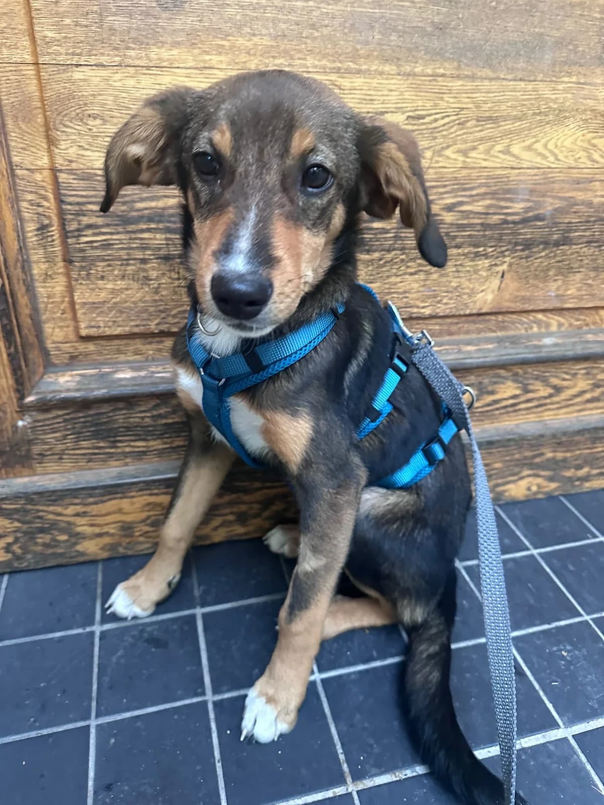 Dorie, female puppy Mixed Breed for adoption at Hundehoffnung-Berlin