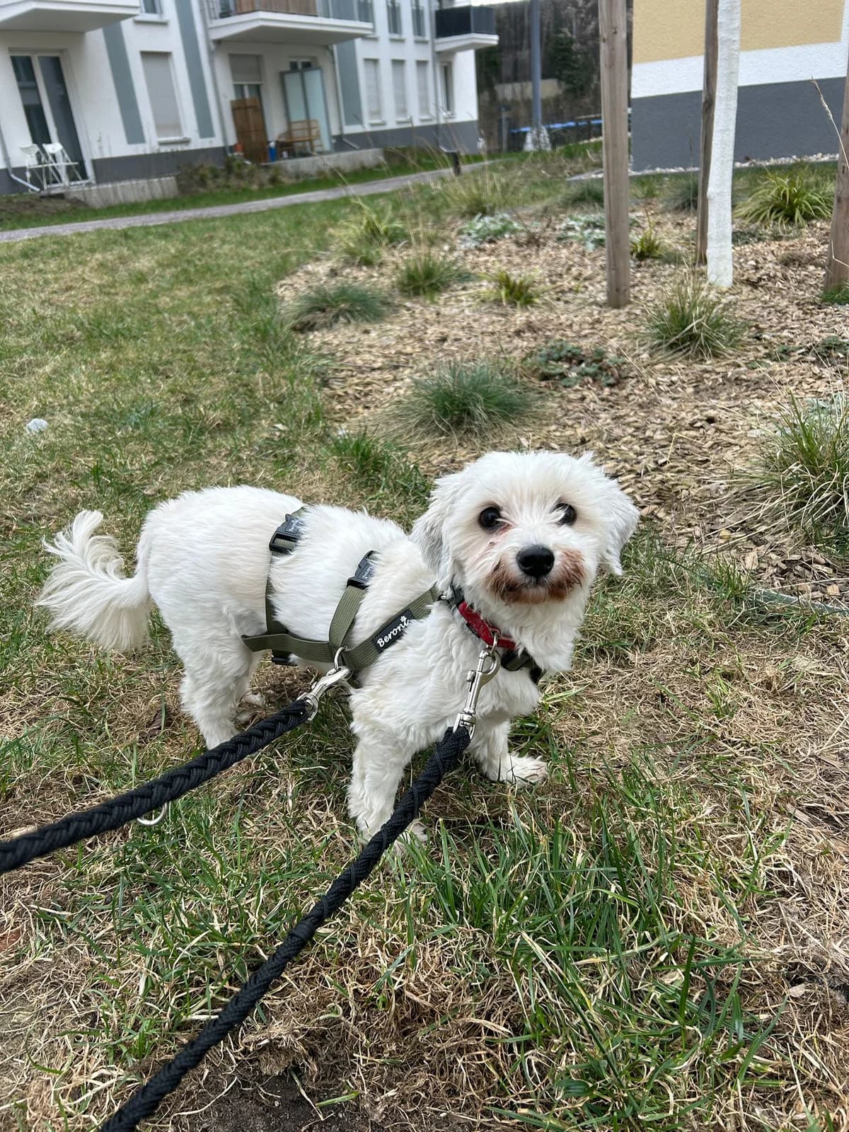 Teddy, male Maltese for adoption at Hundehoffnung-Berlin