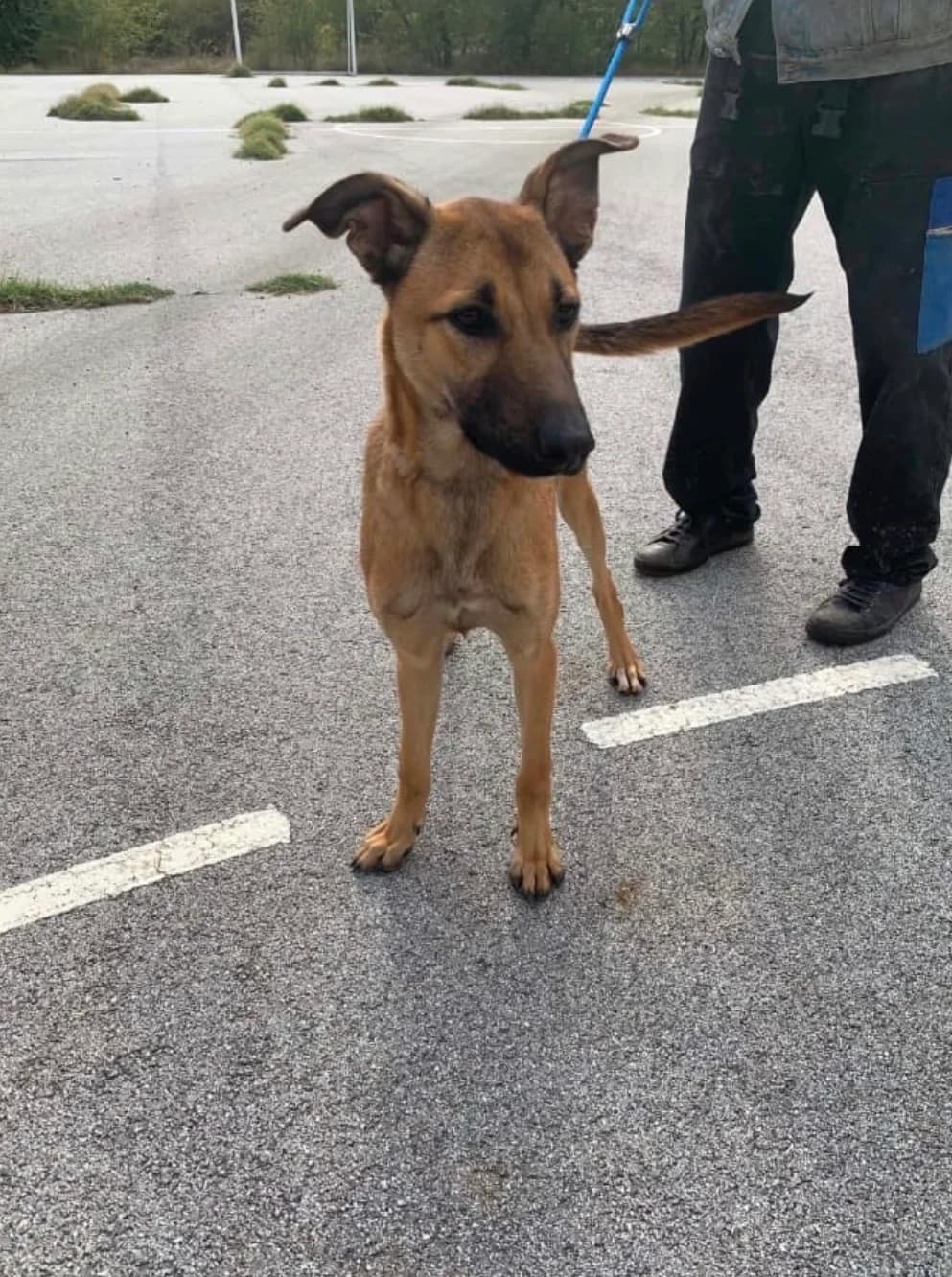 Lena, female puppy Mixed Breed for adoption at Hundehoffnung-Berlin
