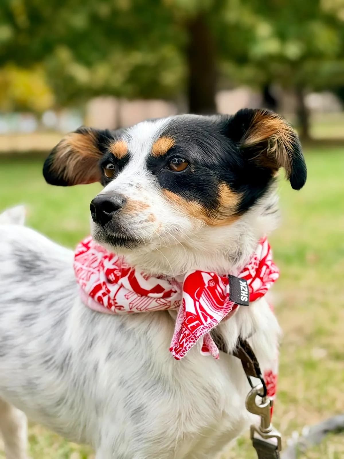 Daisy, female 4yo Mixed Breed for adoption at Hundehoffnung-Berlin