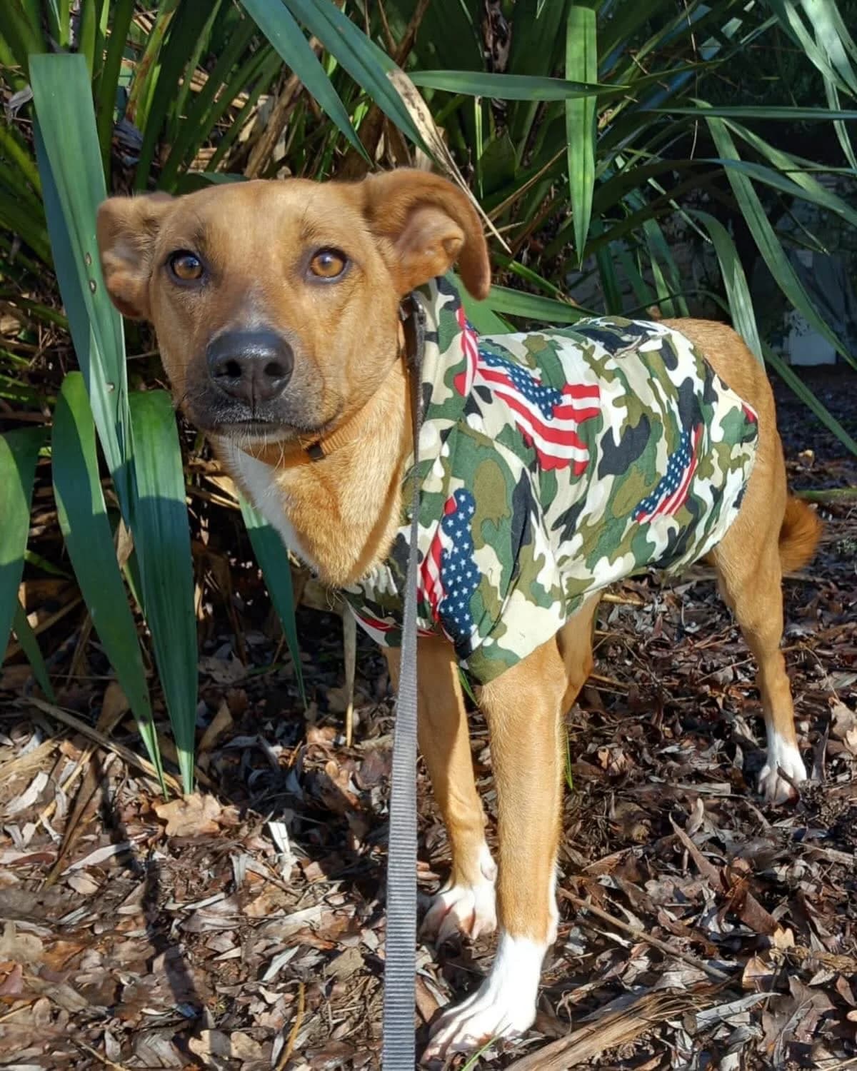 Canelo/Peppo, male Mixed Breed for adoption at Hundehoffnung-Berlin