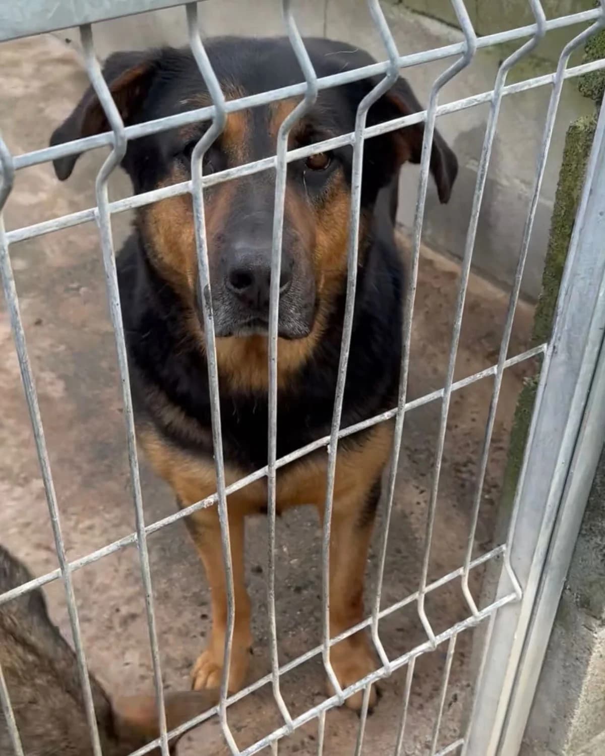 Leo, male young German Shepherd for adoption at Hundehoffnung-Berlin