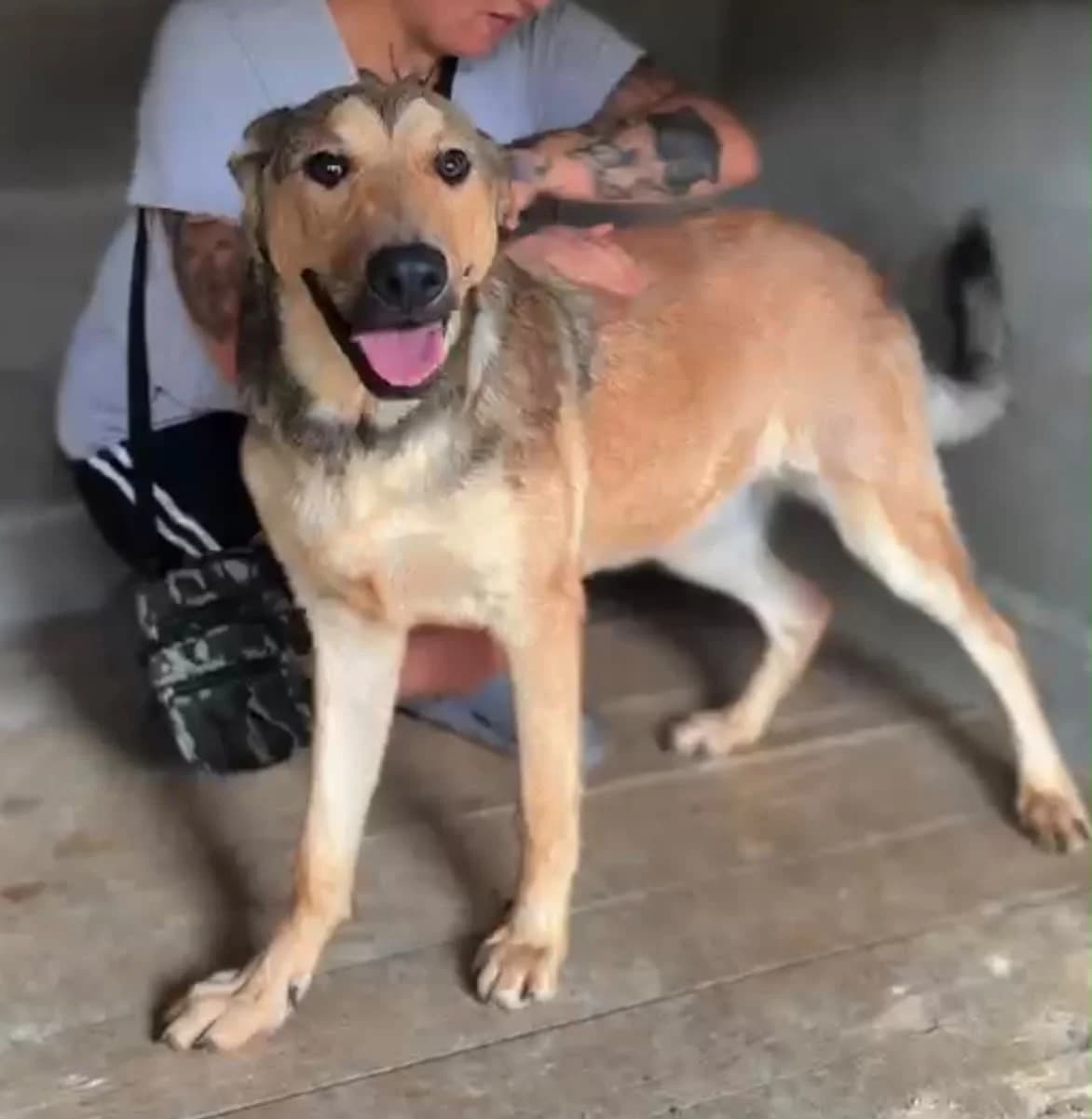Leo, male young Mixed Breed for adoption at Hundehoffnung-Berlin