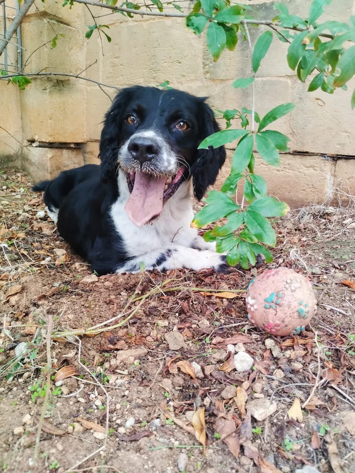 Duke, male young Mixed Breed for adoption at Hundehoffnung-Berlin