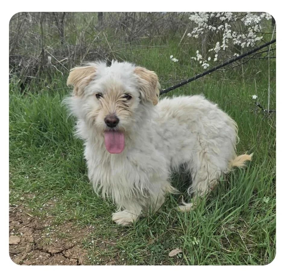 Clea, female Havanese for adoption at Hundehoffnung-Berlin