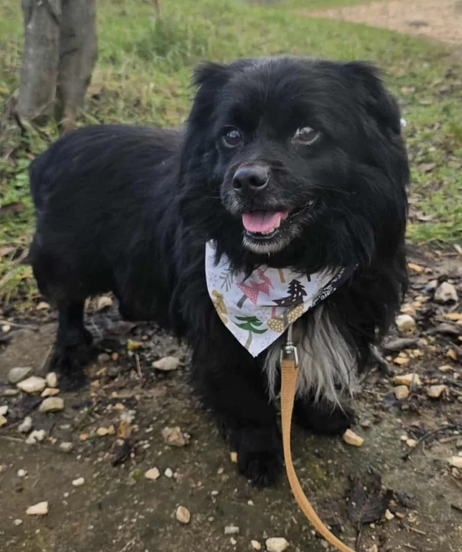 Charlie, male senior mixed breed for adoption at Hundehoffnung-Berlin