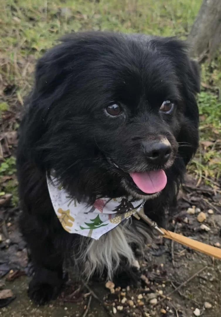 Charlie, male senior Havanese for adoption at Hundehoffnung-Berlin