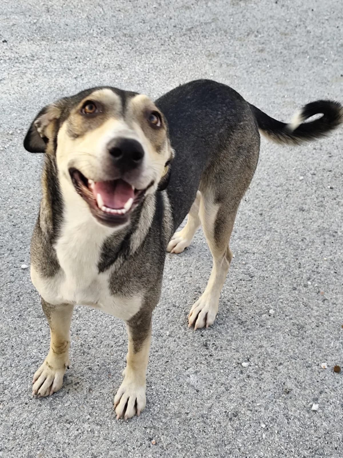 Ina, female 5yo Mixed Breed for adoption at Hundehoffnung-Berlin