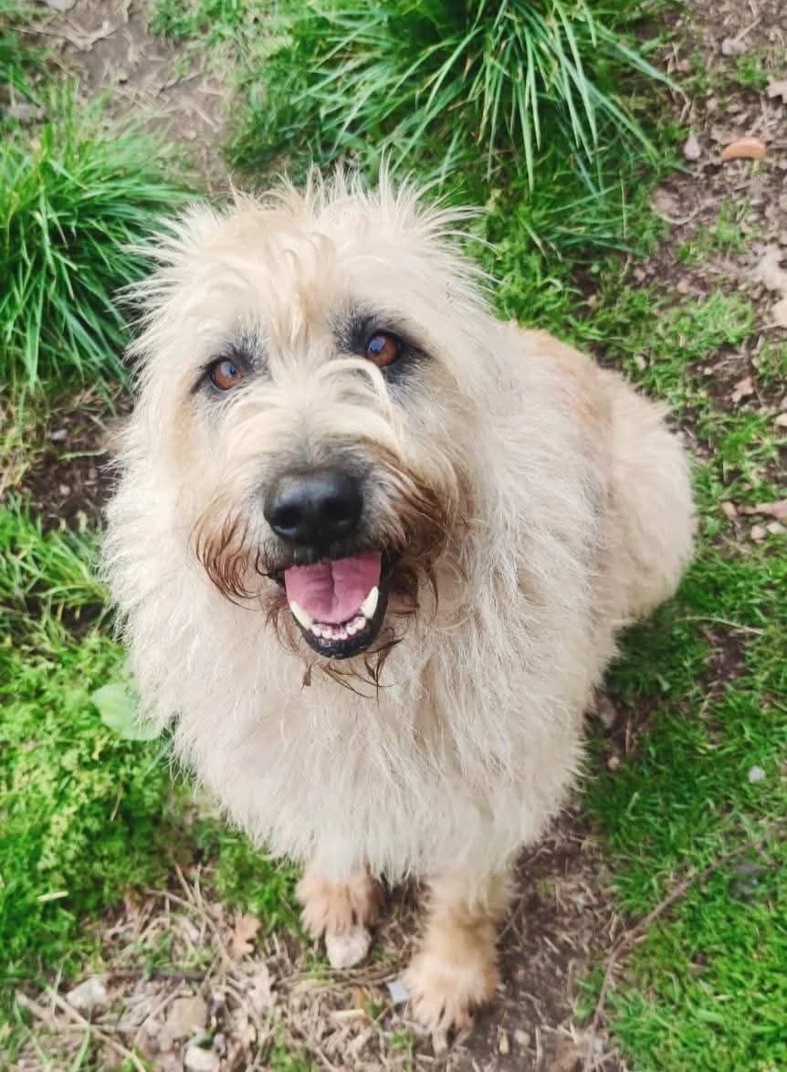 Scooby, male young German Shepherd for adoption at Hundehoffnung-Berlin