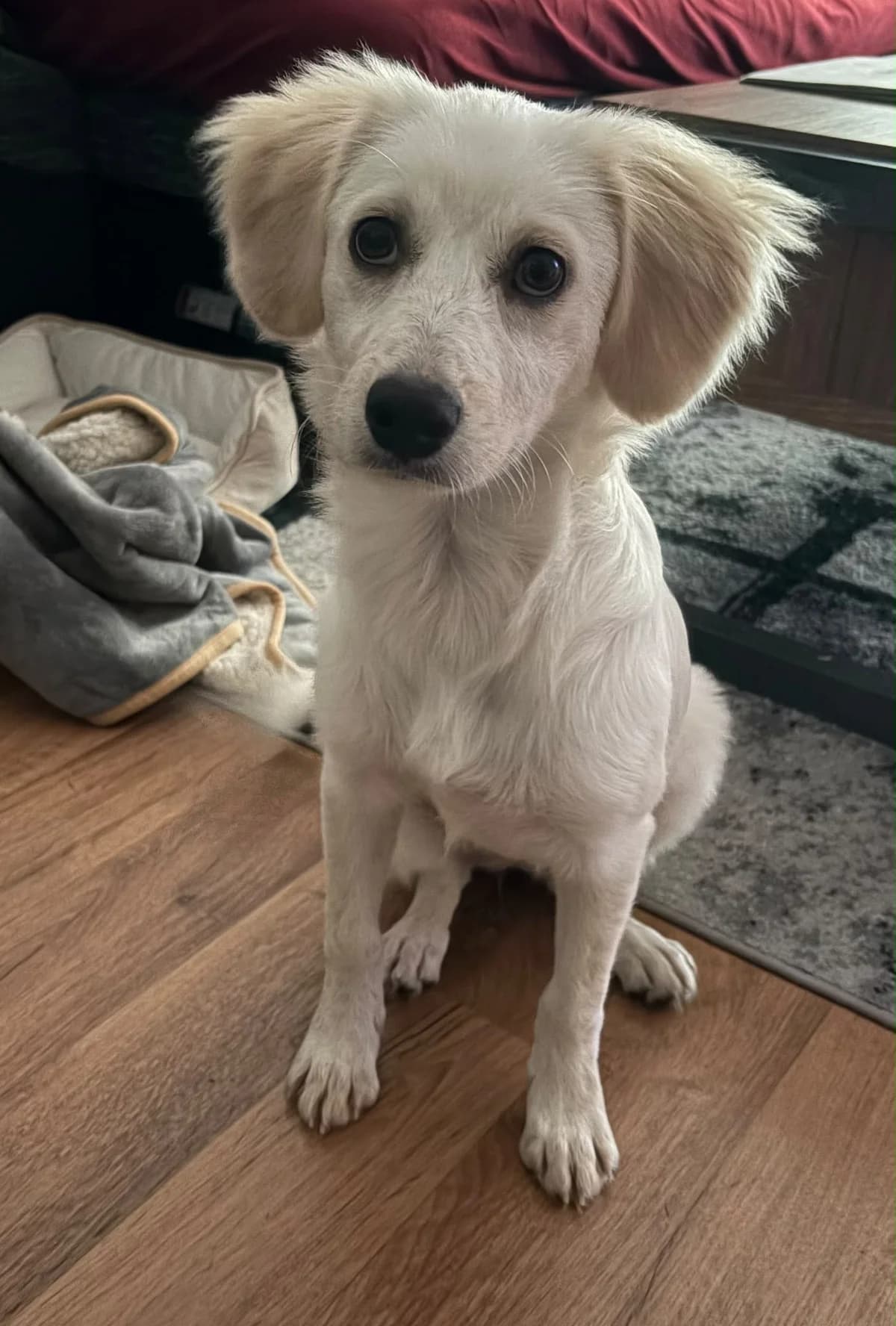 Deline, female puppy Mixed Breed for adoption at Hundehoffnung-Berlin