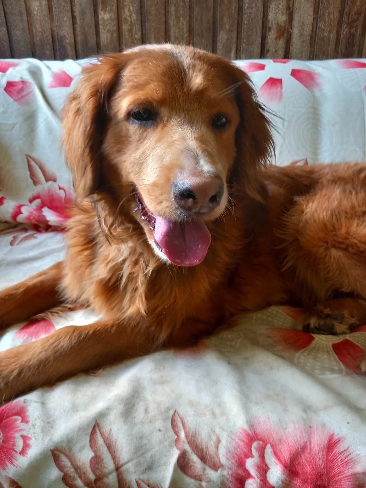 Brownie, golden male senior Mixed Breed for adoption at Hundehoffnung-Berlin