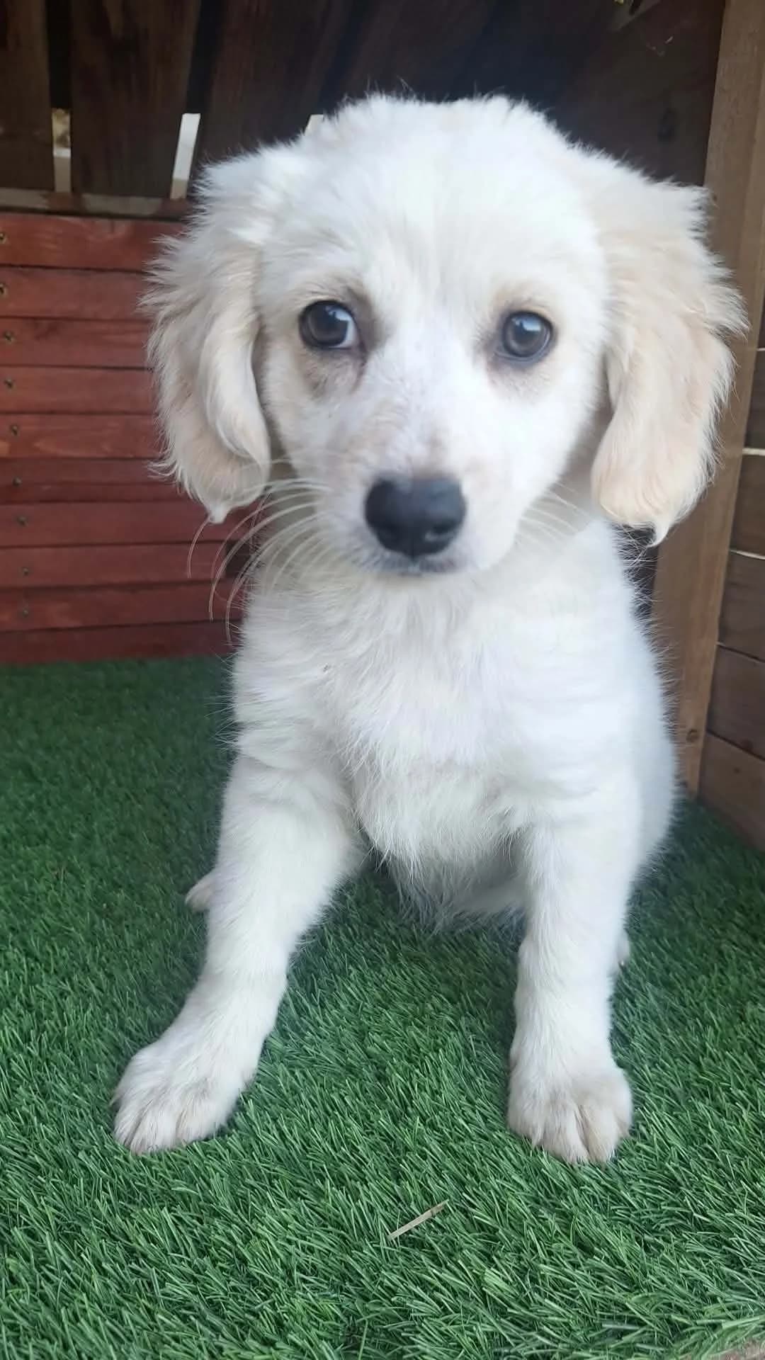 Deline, female puppy Havanese for adoption at Hundehoffnung-Berlin