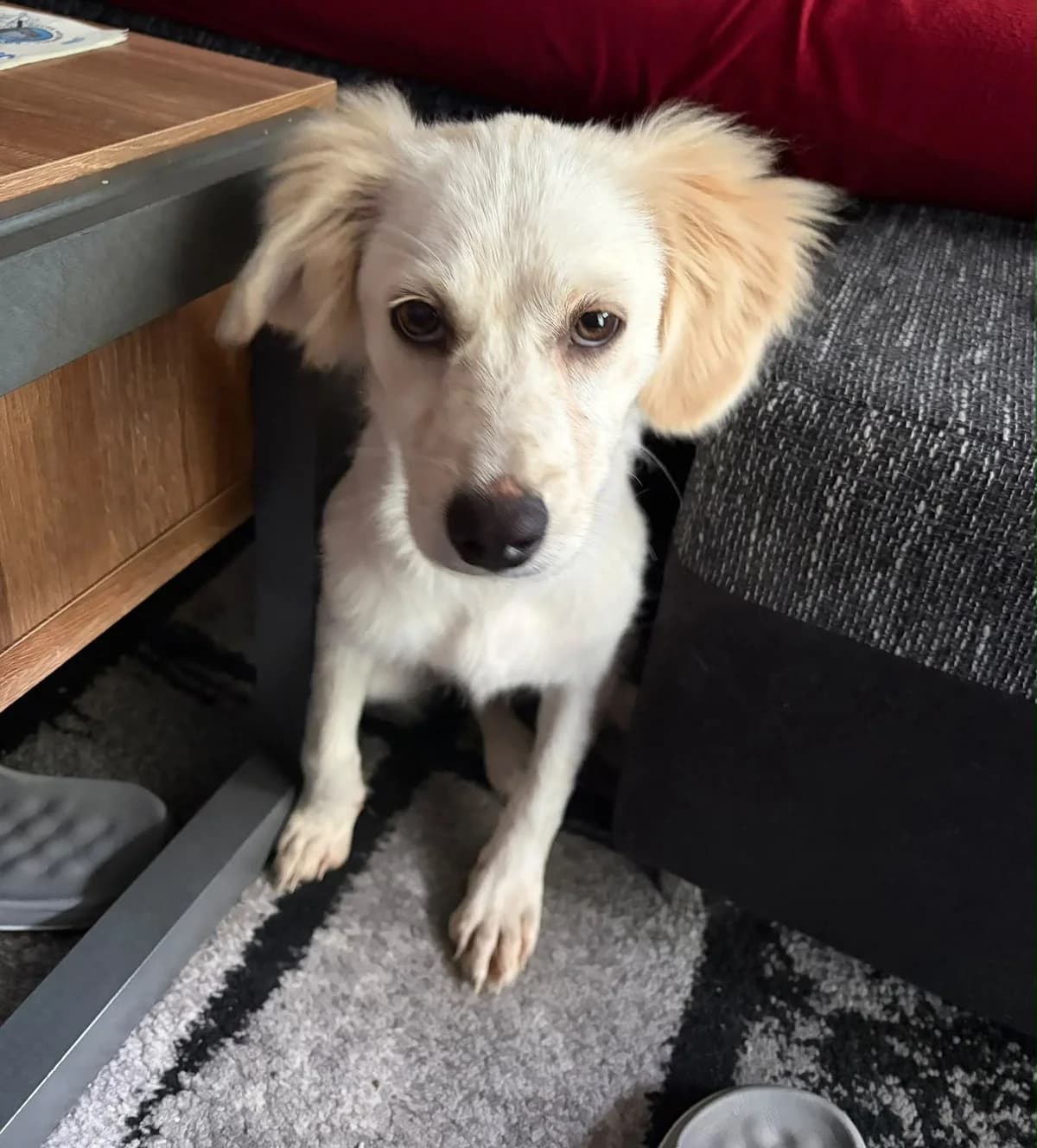 Deline, female puppy Mixed Breed for adoption at Hundehoffnung-Berlin