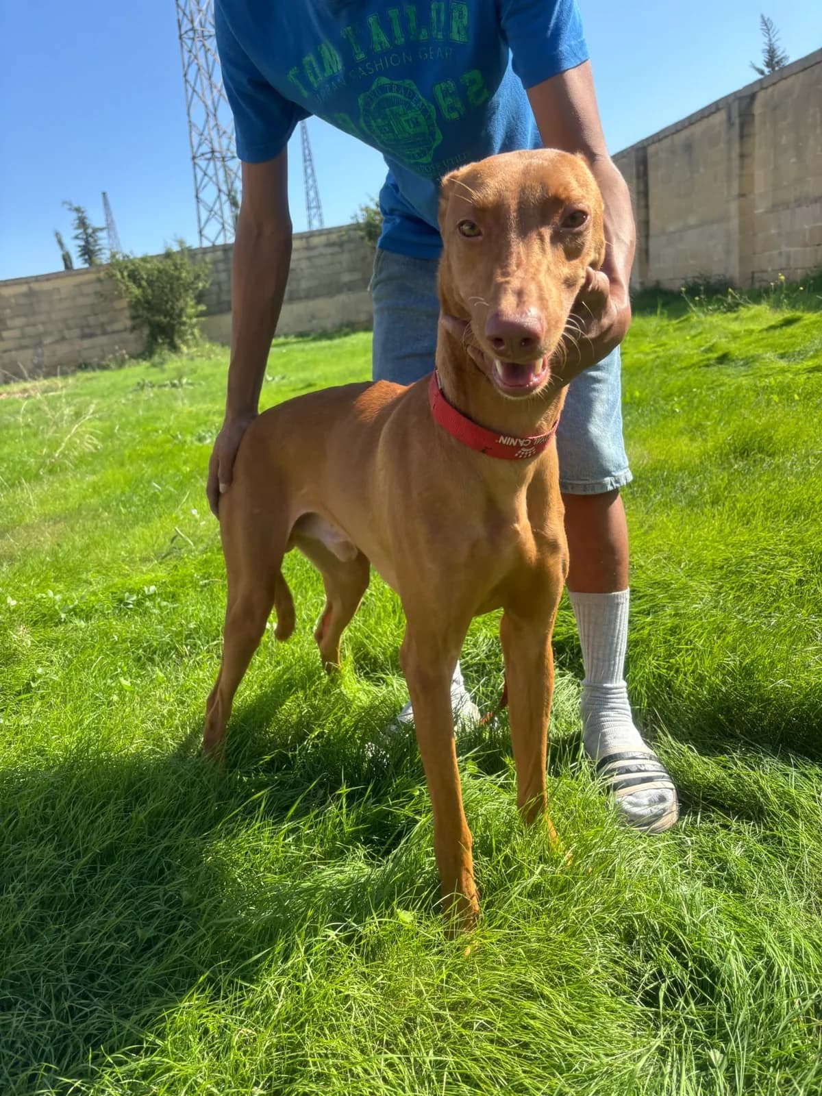 Tobi, male Mixed Breed for adoption at Hundehoffnung-Berlin