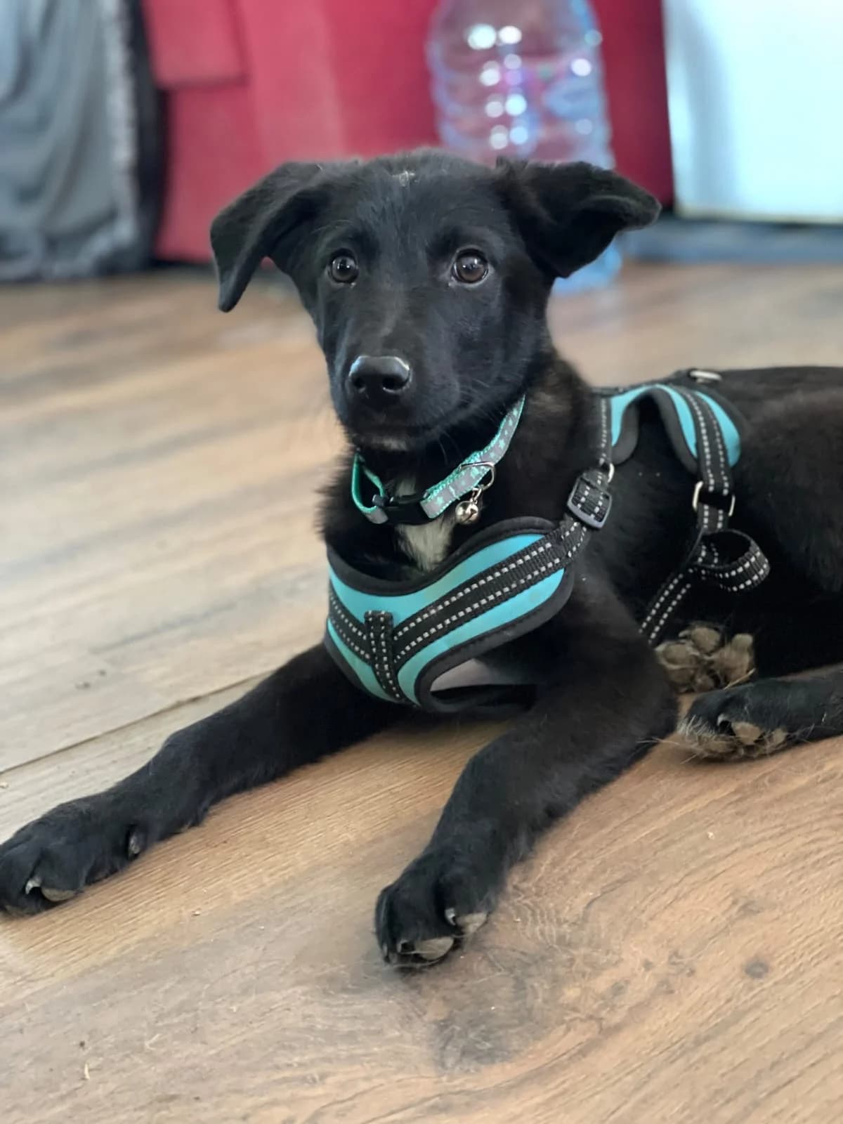 Karl, male puppy Mixed Breed for adoption at Hundehoffnung-Berlin